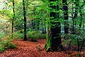 arbre 31_10_09n04